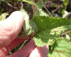 Equilabium laxiflorum