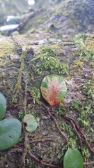 Philocryptica polypodii