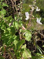 Equilabium laxiflorum