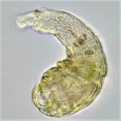 Mniobia montium