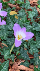 Colchicum speciosum