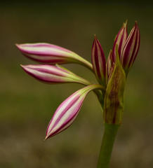 Crinum lineare