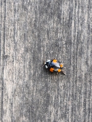 Harmonia axyridis