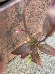Epilobium adenocaulon
