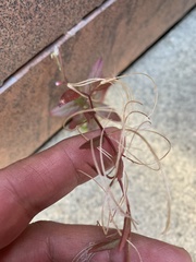 Epilobium adenocaulon