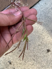 Epilobium adenocaulon