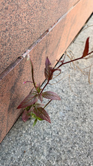 Epilobium adenocaulon
