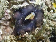Scutus unguis