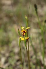 Diuris decrementa