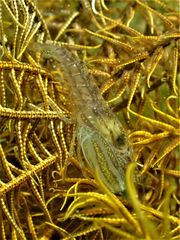 Synalpheus stimpsonii