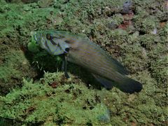 Cephalopholis formosa