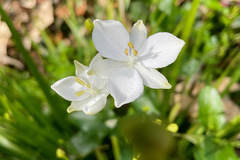 Libertia paniculata