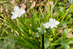 Libertia paniculata