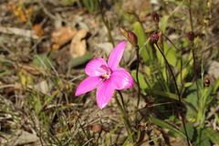 Elythranthera emarginata