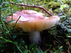 Russula