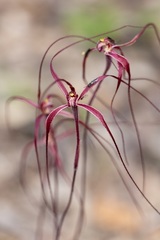 Caladenia perangusta