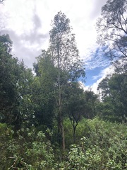 Tristaniopsis collina