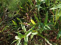 Persicaria madagascariensis