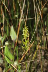 Prasophyllum gracile