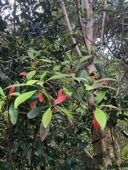 Tristaniopsis collina