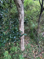 Tristaniopsis collina