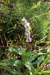Persicaria madagascariensis