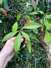 Tristaniopsis collina