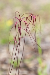 Caladenia perangusta