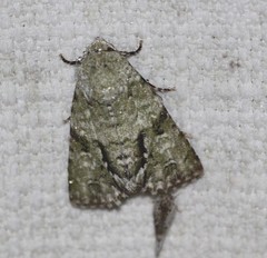 Acronicta psorallina