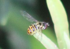 Allograpta radiata