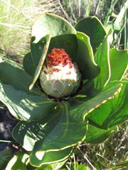 Protea speciosa