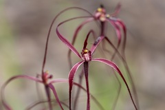 Caladenia perangusta