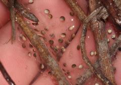 Cacosternum capense