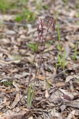 Caladenia perangusta