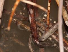 Cacosternum capense