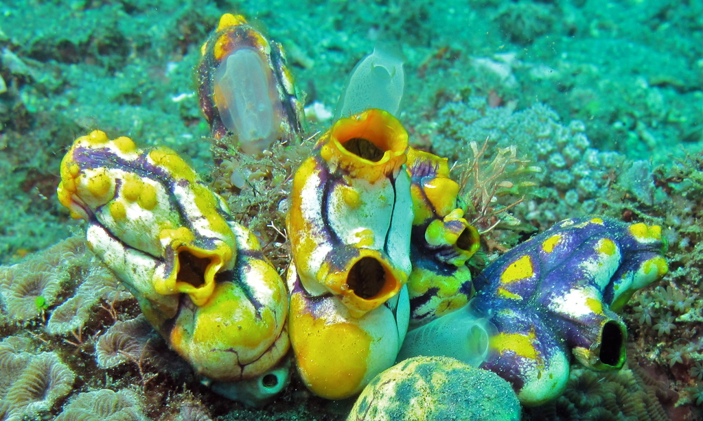 Golden Sea Squirt