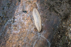 Meghimatium pictum
