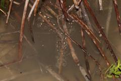 Cacosternum capense