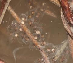 Cacosternum capense