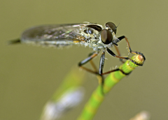 Cerdistus varifemoratus