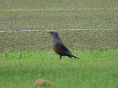 Monticola solitarius
