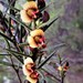 Daviesia acicularis - Photo (c) Chris Jonkers, algunos derechos reservados (CC BY-NC), subido por Chris Jonkers