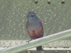 Monticola solitarius