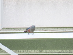 Monticola solitarius