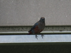 Monticola solitarius
