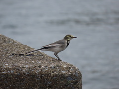 Motacilla alba
