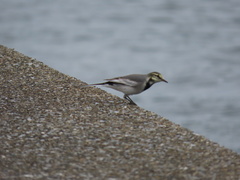 Motacilla alba
