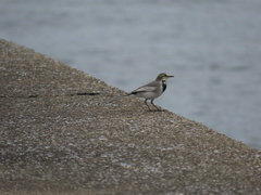 Motacilla alba