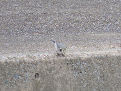Motacilla alba