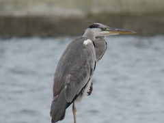 Ardea cinerea